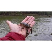 Crayfish Crawl at Letchworth