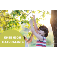 Knee High Naturalist: Fairies Everywhere