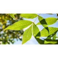 Arboretum Walk - In Search of the Sand Hickory