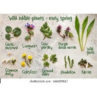The Power of Plants - A guided walk at Letchworth State Park