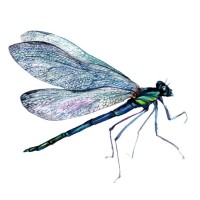 In search of young Dragonflies