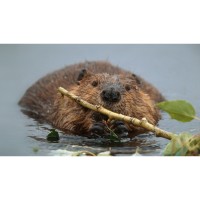 HomeSchool Ecologists: Water Critters (Basic)