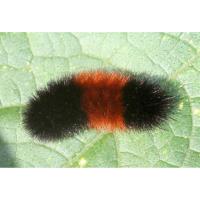 Caterpillar Hunt