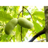 In Search of the PawPaw
