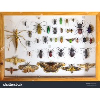 Indoor adventures: Bug Pinning and Preservation Class