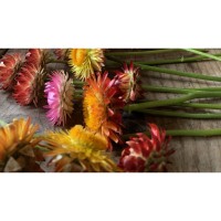 Flower Preservation Workshop