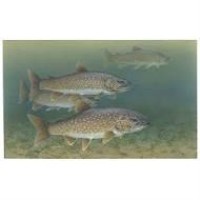 How old is that fish and why it matters!