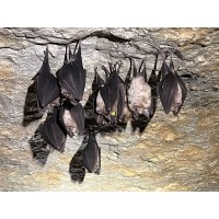 Hike to the Bat Cave