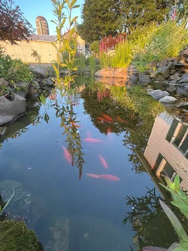 Gallery Image Pond_with_Fish.jpg