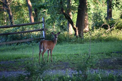 Gallery Image deer.jpg Gallery Image deer.jpg