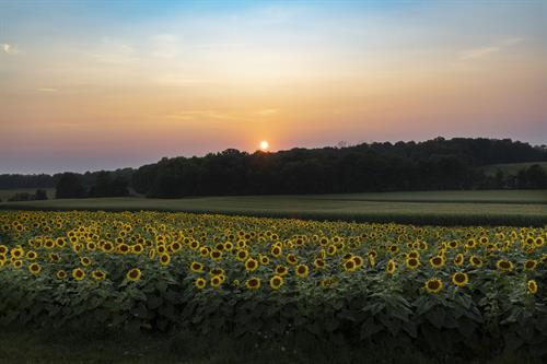 Dreamy sunflower sunset