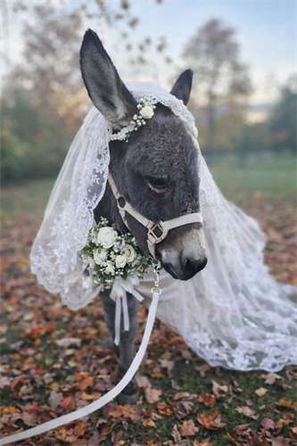 Weddings