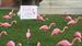 Flock Your Neighbor