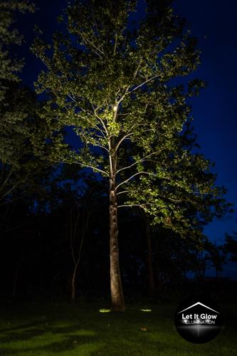 Tree up and down lighting 