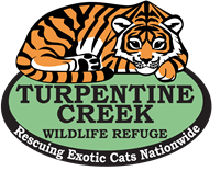 African Serval Habitat Opening at Turpentine Creek Wildlife Refuge