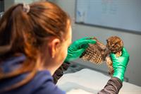 Busch Wildlife Sanctuary and Loggerhead Marinelife Center Launch Joint Veterinary Internship to Train the Next Generation of Wildlife Veterinarians