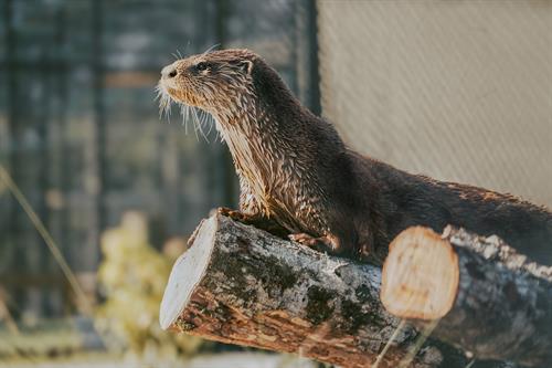 River Otter