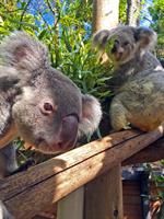 Meet a koala up-close with our koala Animal Experience