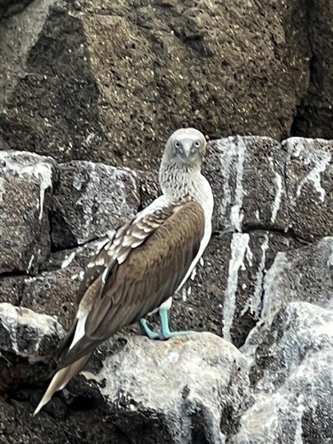 Blue footed booby