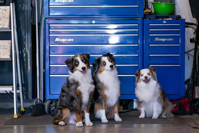 Shop dogs: Remington, Cali & Ozzie