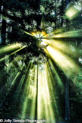 Fine art photography, Heavenly Evergreens