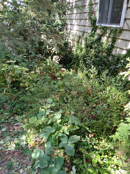 Lawn care work ( before ) Lawn care work ( before )
