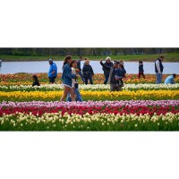 Richardson Farm Tulip Fest expected to open in late April
