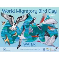 World Migratory Bird Day To Be Celebrated on Sunday, May 7