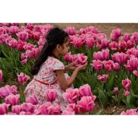 It’s tiptoe through the tulips time! Fourth annual Tulip Festival opens Saturday, April 20, at Richardson Farm