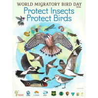 World Migratory Bird Day Celebration at Hackmatack National Wildlife Refuge 