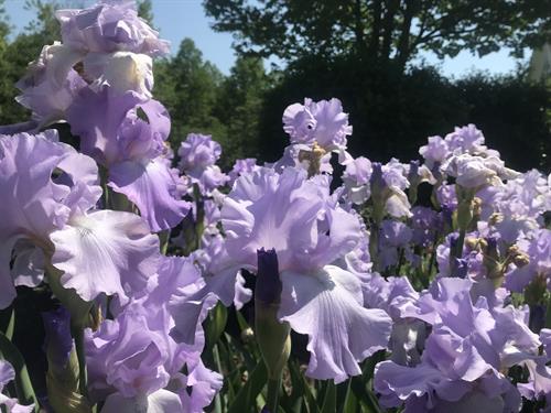 Purple Water Iris