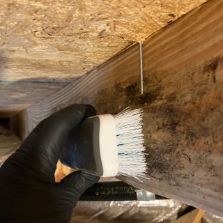 Gallery Image Mold_Cleaning.jpg