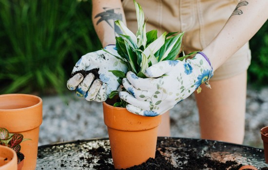 Home & Garden