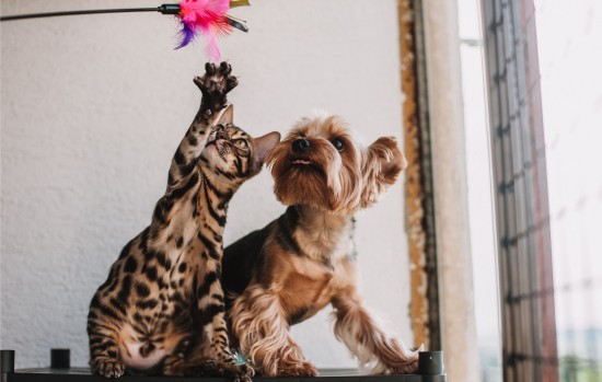 Pets & Veterinary
