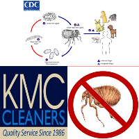 Does Carpet Cleaning Kill Fleas?  | Professional Carpet Cleaning Works!