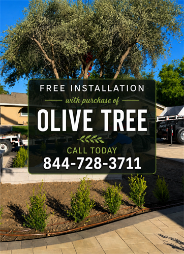 Mature Olive Tree Installation