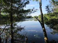 How Restoration Projects Like Comins Pond Protect Wildlife