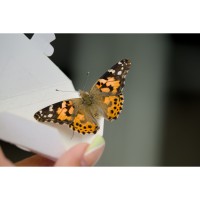 Adventist Health Hospice Invites the Community to a Butterfly Release and Service of Remembrance