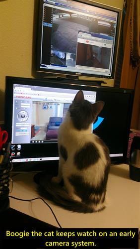 Boogie the cat keeps watch for any suspicious activity