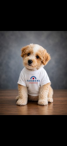 Meet Charlie Luna our dog ambassador 