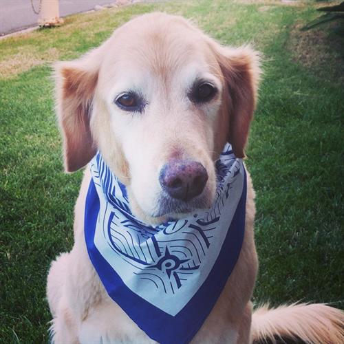 we love dogs and screenprinting doggy bandanas