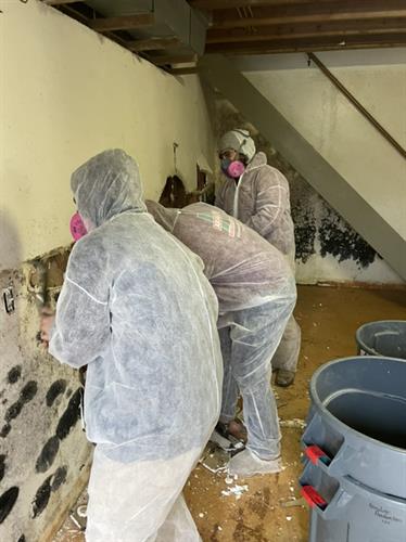 Absolute team performing mold remediation