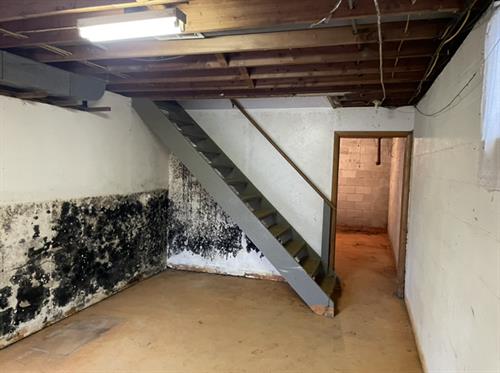 Moldy basement