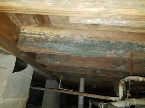 Mold from air conditioning moisture in this Meridianville crawlspace. Mold from air conditioning moisture in this Meridianville crawlspace.