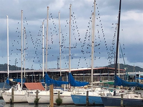 Gallery Image Boats_with_birds_in_mast.JPG