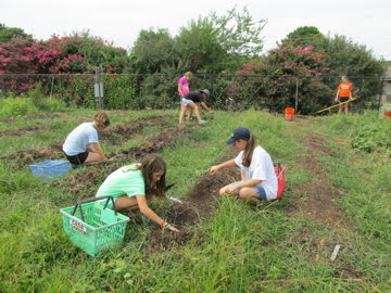 Volunteers harvesting fresh vegetables for clients.