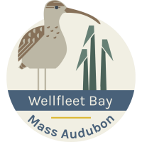 Birds Up Close with Author Lorna Gibson