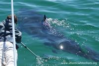 Capturing underwater footage of a white shark off Nauset Beach