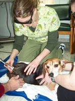 Diane using the Companion Therapy Laser