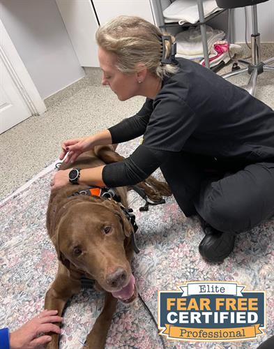 Dr. Ashley Stancil, DVM Dr. Ashley Stancil, DVM